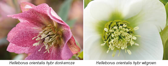 Helleborus